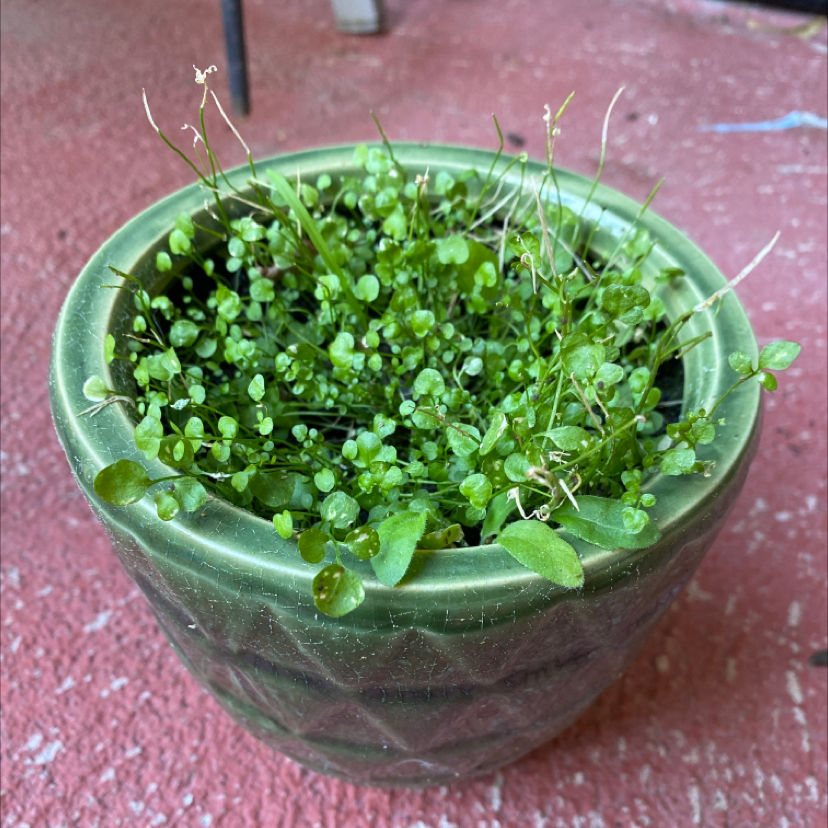 Photo of the plant species Chinese Virginia Creeper by @elsgarden named Baby Creeper on Greg, the plant care app