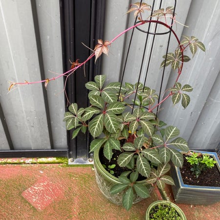 Photo of the plant species Chinese Virginia Creeper by @elsgarden named Silver Vein Creeper on Greg, the plant care app