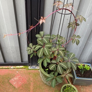 Chinese Virginia Creeper plant photo by @elsgarden named Silver Vein Creeper on Greg, the plant care app.