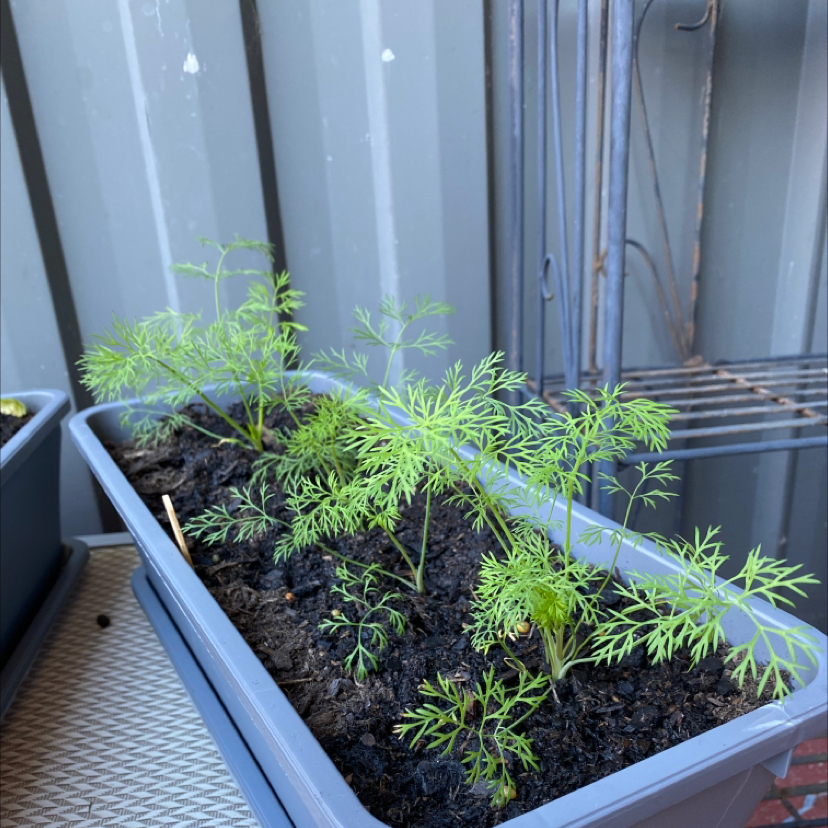 Planter with healthy dill plants, green feathery leaves, moist soil.