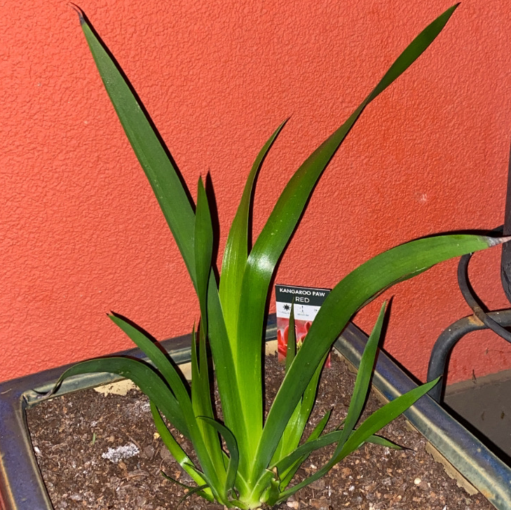 Plant care for Anigozanthos 'Joe Joe Yellow' on Greg, the plant care app