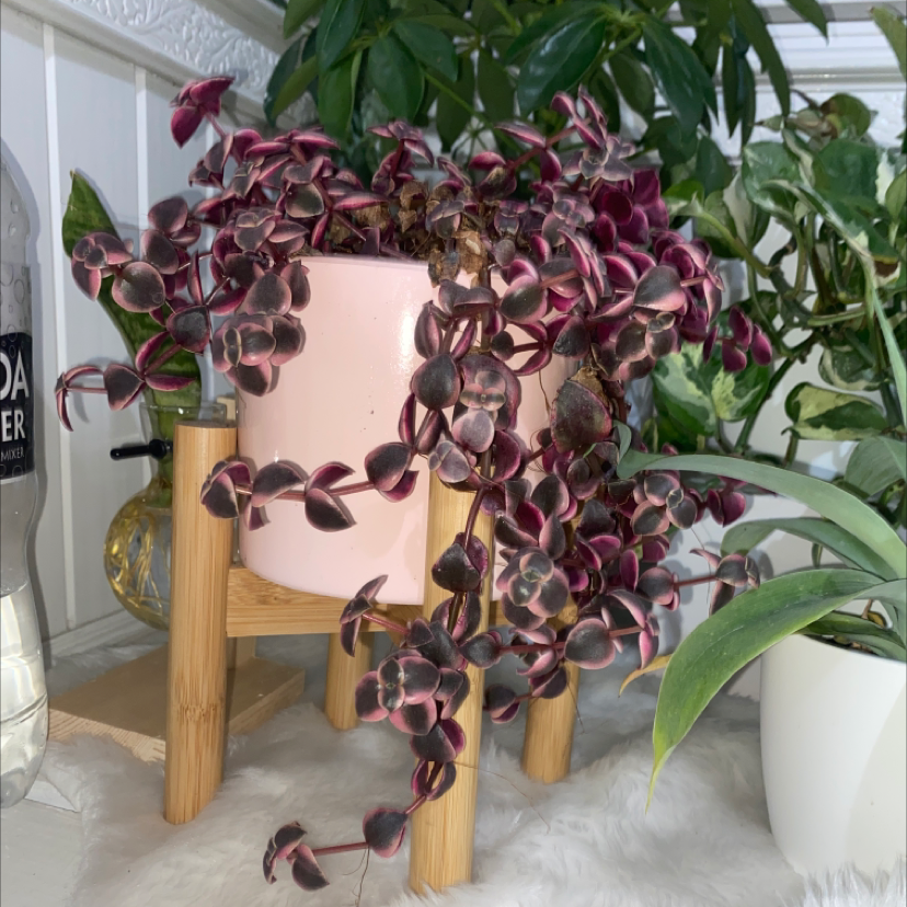 Healthy Crassula Pellucida plant with trailing purple and green variegated heart-shaped leaves in a pink pot on a wooden stand.