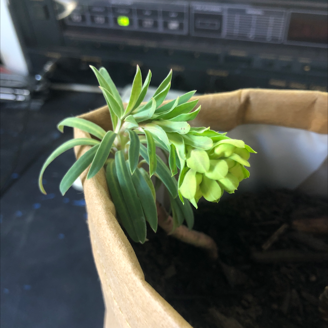 Albanian Spurge plant with green leaves and yellow-green flowers in a brown paper bag.