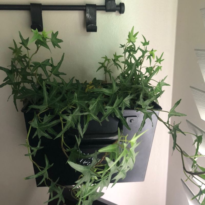 Two healthy English Ivy plants growing densely in a black wall-mounted planter. The ivies have lush green pointed leaves on vining stems.