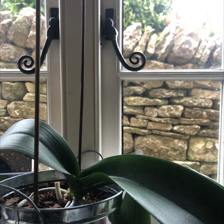 Noble Dendrobium plant in a pot near a window with a stone wall in the background.