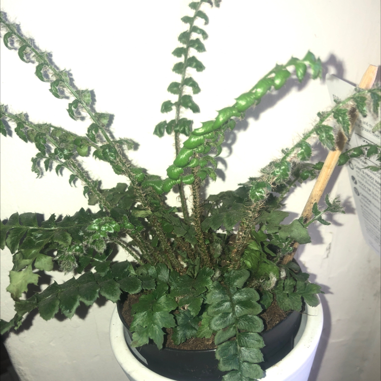 Photo of the plant species Asian Saber Fern by @Rosieb named Fern on Greg, the plant care app