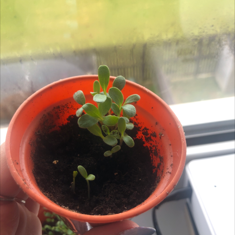 Common Purslane plant in an orange pot with visible soil, held by a hand.