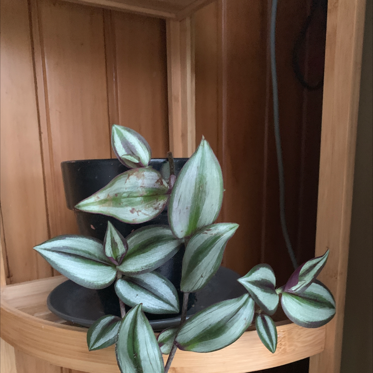 Photo of the plant species Tradescantia Zebrina by @JessXx named Wandering dew on Greg, the plant care app
