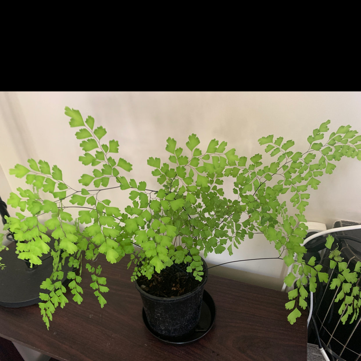 A healthy Pacific Maidenhair Fern in a pot with visible soil, well-framed and in focus.