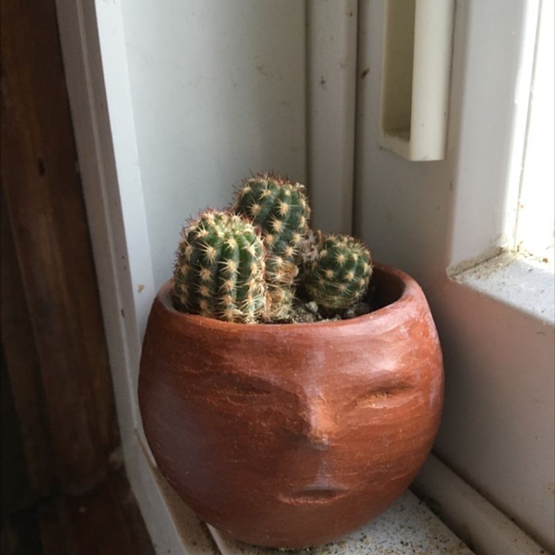 A healthy potted lace hedgehog cactus with dense cylindrical stems covered in short spines, positioned on a ledge.