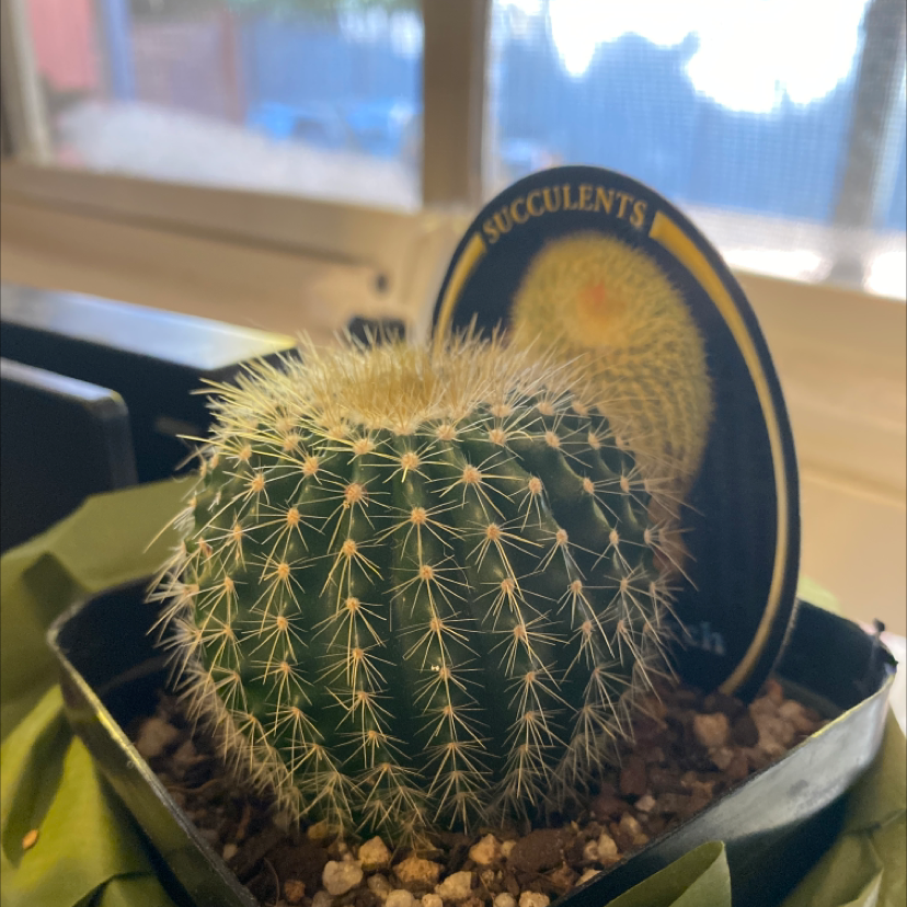 Golden Barrel Cactus plant photo by @ellabella named Jade on Greg, the plant care app.