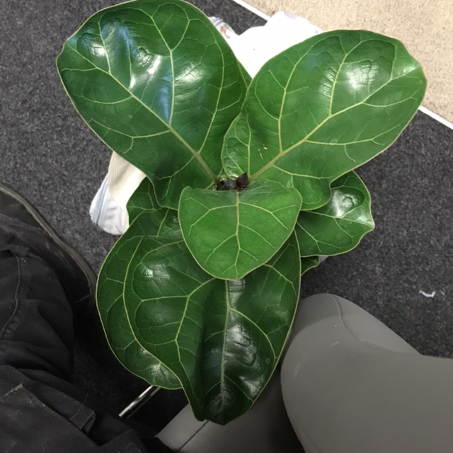 Fiddle Leaf Fig plant photo by Ethan named Keanu Leaves on Greg, the plant care app.
