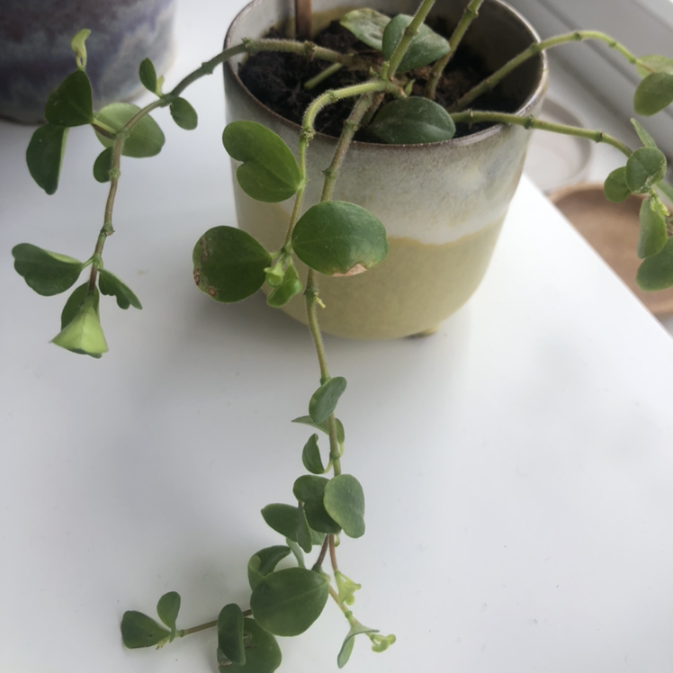 Trailing Jade plant in a ceramic pot with some leaf discoloration.