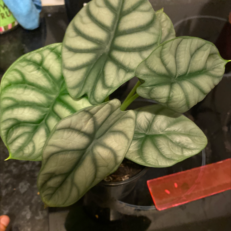 Silver Dragon plant with broad, dark green leaves and prominent veins in a pot.
