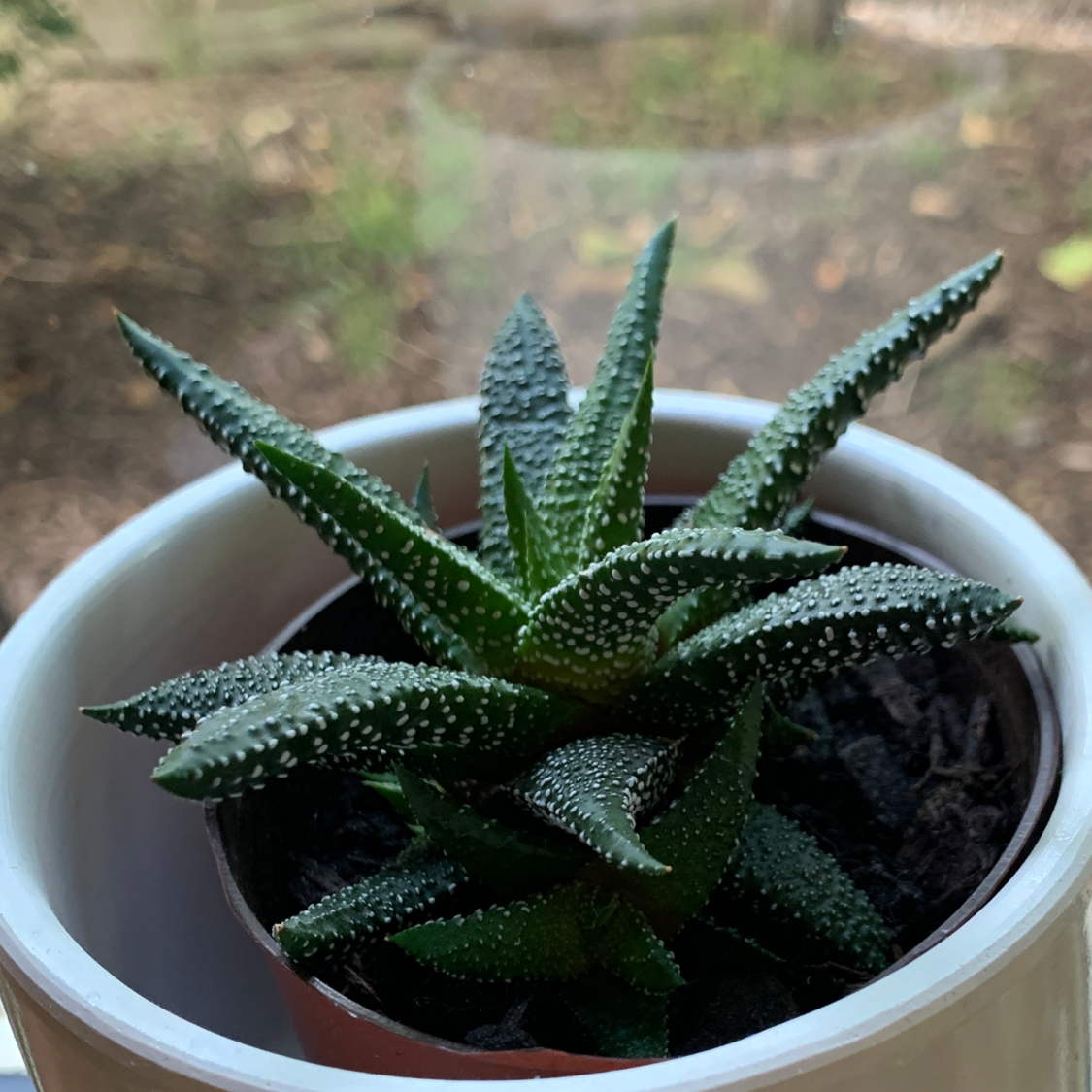 Healthy Bredasdorp Gasteria succulent in a pot with visible soil.