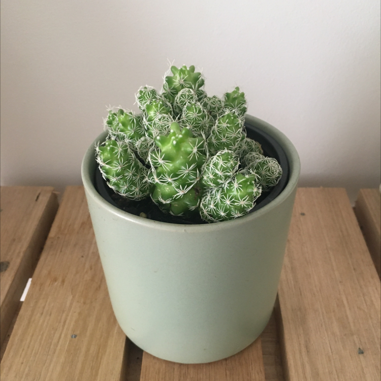 Missouri Foxtail Cactus in a light green pot on a wooden surface.
