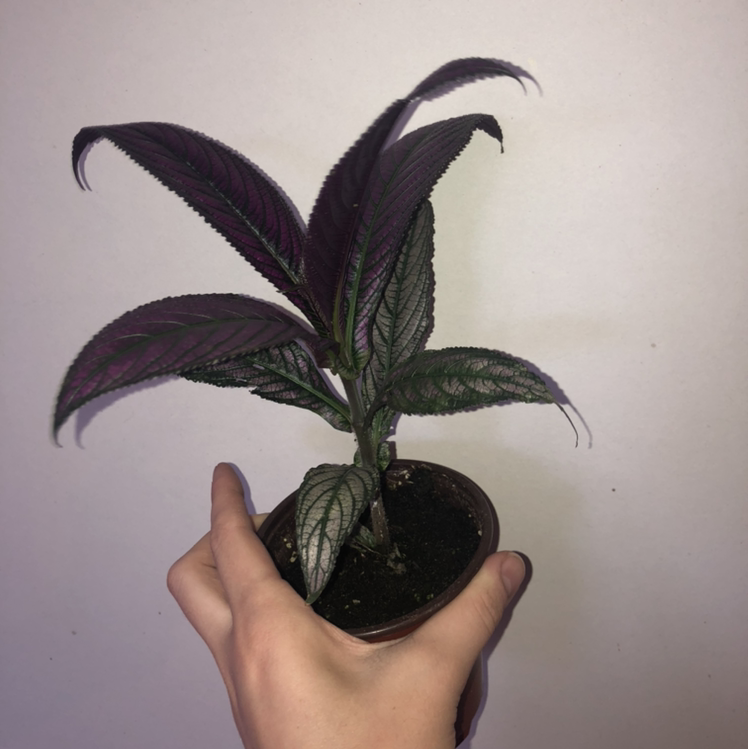 Persian Shield plant with vibrant purple and green leaves held by a hand.