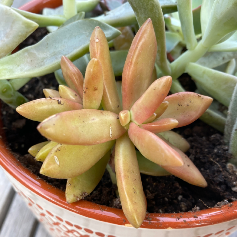 Sedum adolphi 'Golden Glow' plant in a pot with visible soil and vibrant colors.