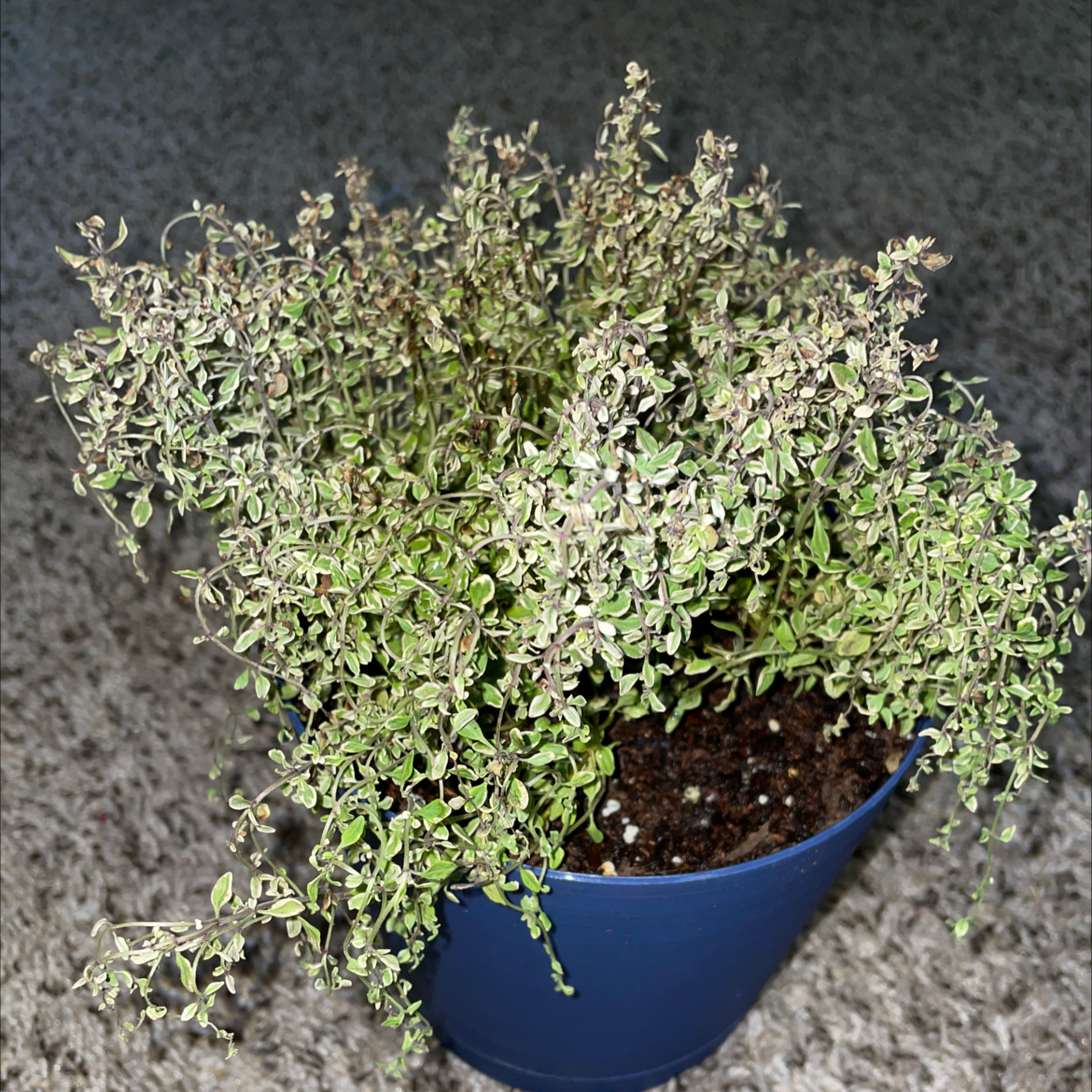 Thriving potted common thyme plant with dense green foliage in a blue ceramic container on a variegated background.