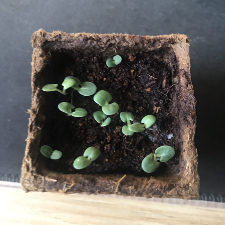 Photo of the plant species Annual Clary by @rarroararr named Saliva on Greg, the plant care app