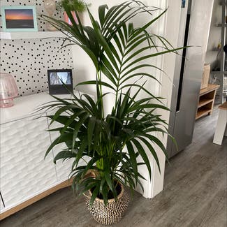 Kentia Palm plant in Birkenhead, England
