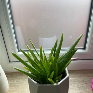 Aloe Vera plant in Birkenhead, England