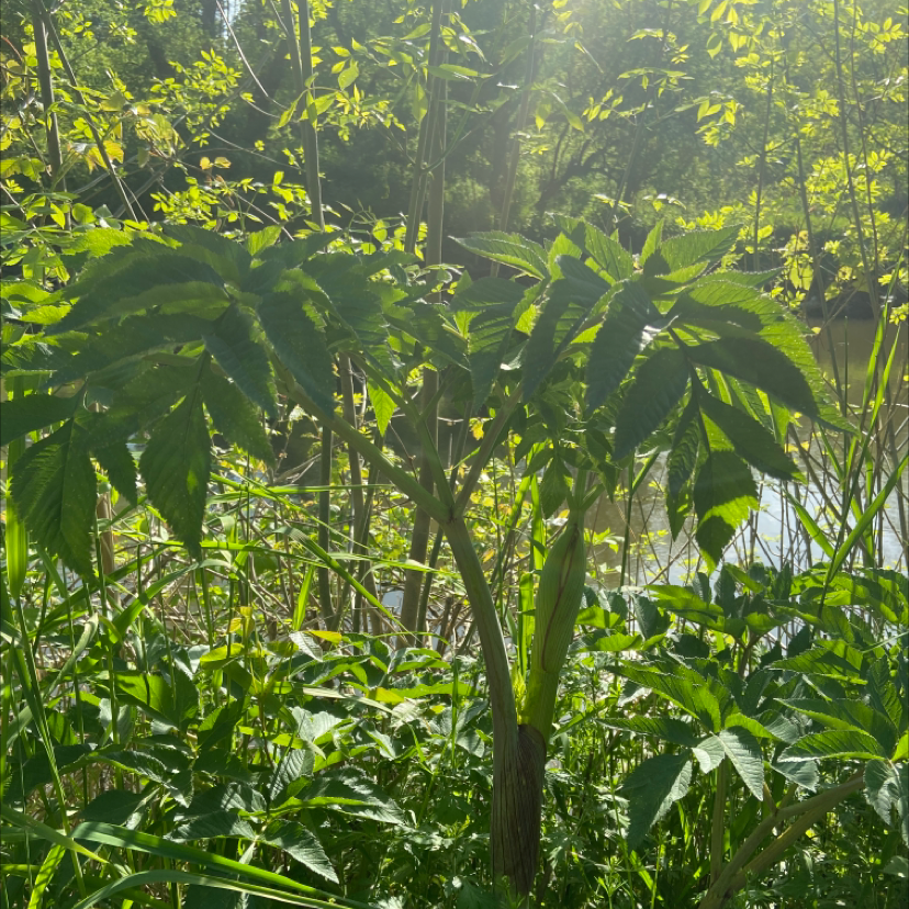 Plant care for Long-Rayed Laserwort on Greg, the plant care app