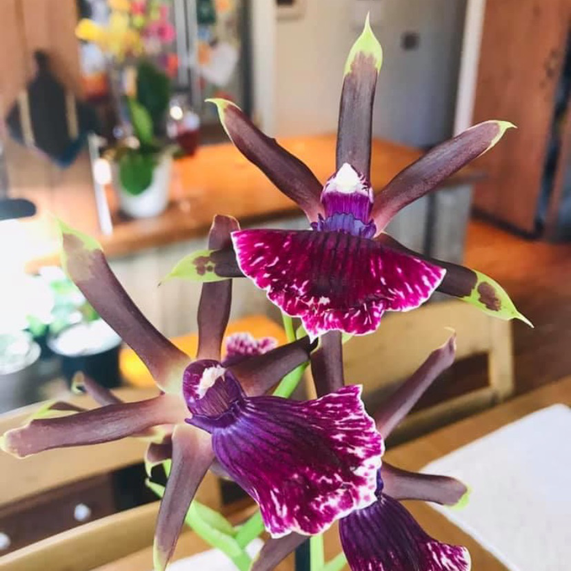 Noble Dendrobium orchid with vibrant purple and white flowers, appearing healthy.