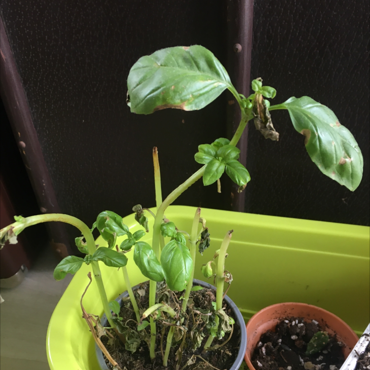 Sweet Basil plant photo by Soph named Robert Plant on Greg, the plant care app.