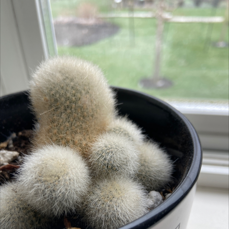 Potted Orange Crown Cactus with fuzzy white stems near a window.