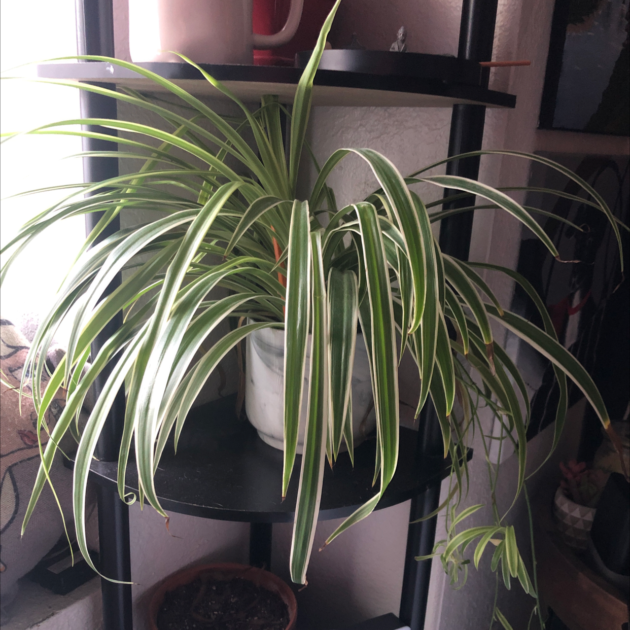 Spider Plant plant photo by Arwen named Auxesia on Greg, the plant care app.