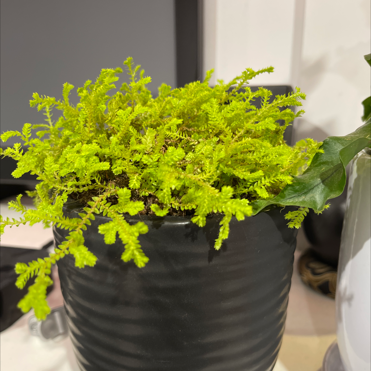 Photo of the plant species Club Moss by @andre666 named Achilles on Greg, the plant care app