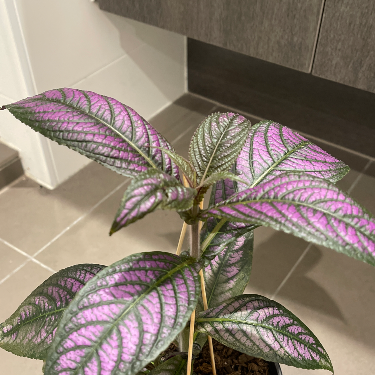 Photo of the plant species Persian Shield by @andre666 named Curie on Greg, the plant care app