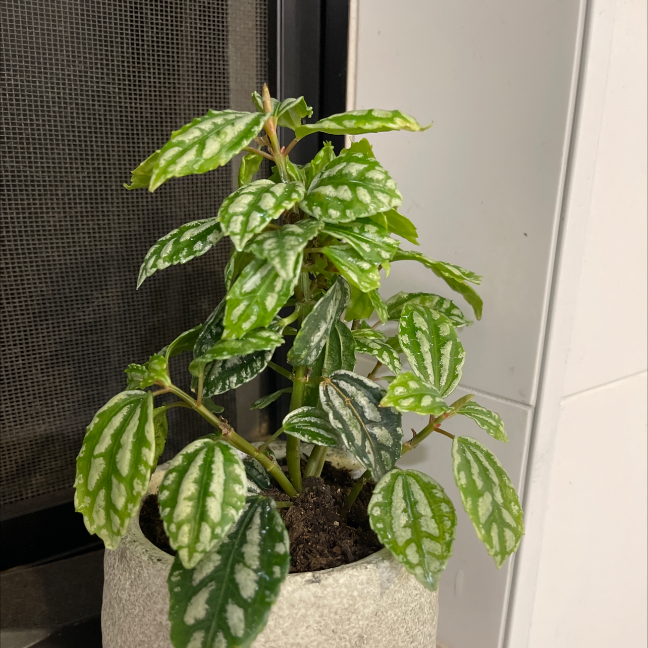 Photo of the plant species Aluminum Plant by @andre666 named Athena on Greg, the plant care app