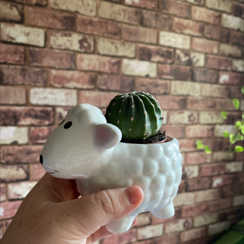 Photo of the plant species Domino Cactus by @Bethste named Cactus on Greg, the plant care app