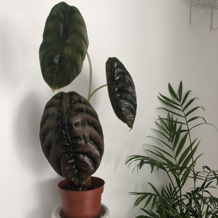 Alocasia ‘Red Secret’ plant in a pot with dark, glossy leaves, next to another plant.