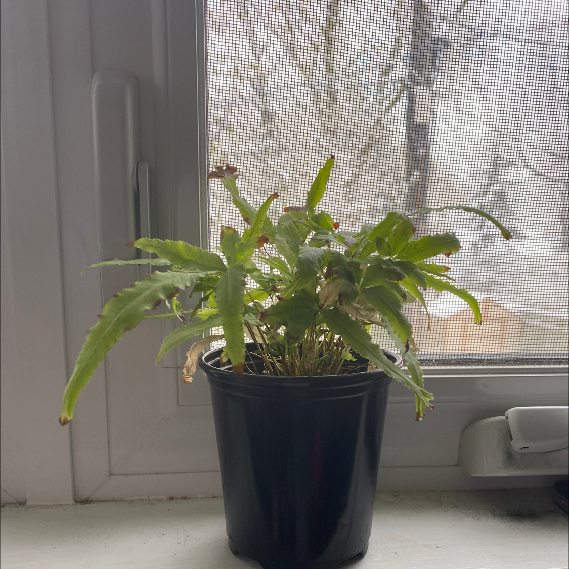 Photo of the plant species Cretan Brake Fern by @annabelle.h named fernie sanders on Greg, the plant care app