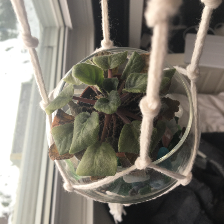 African Violet plant photo by Jo named Anne on Greg, the plant care app.