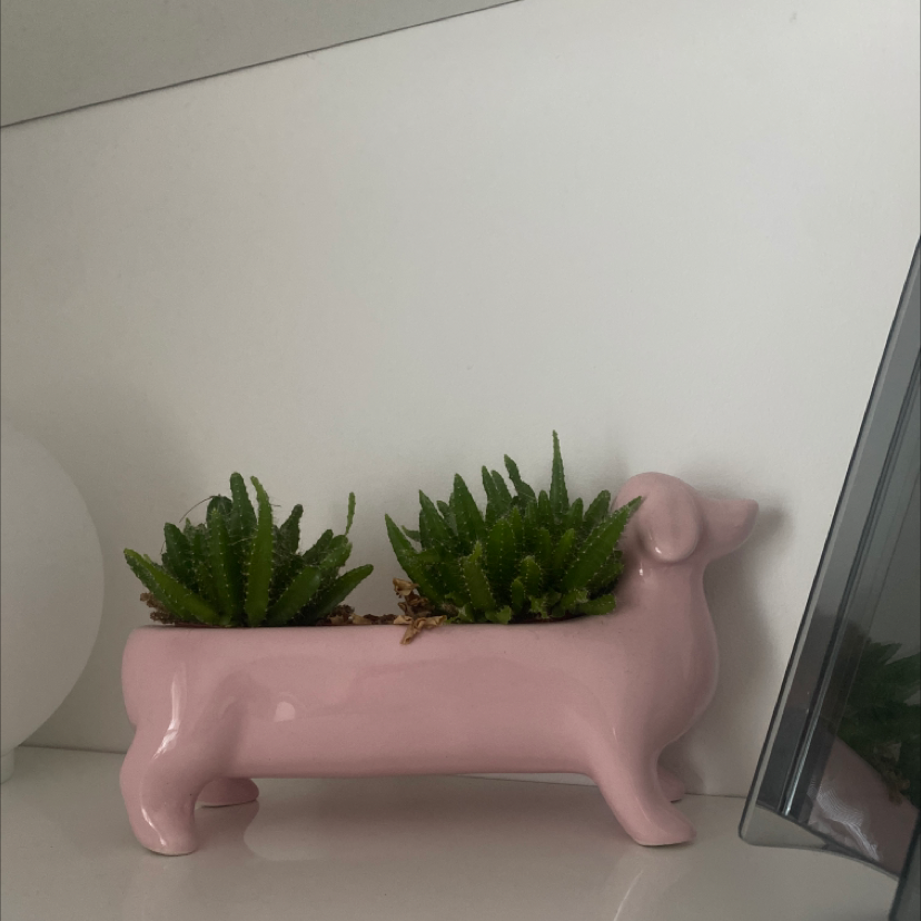 Succulent Bush Senecio in a pink dog-shaped planter, healthy and well-framed.