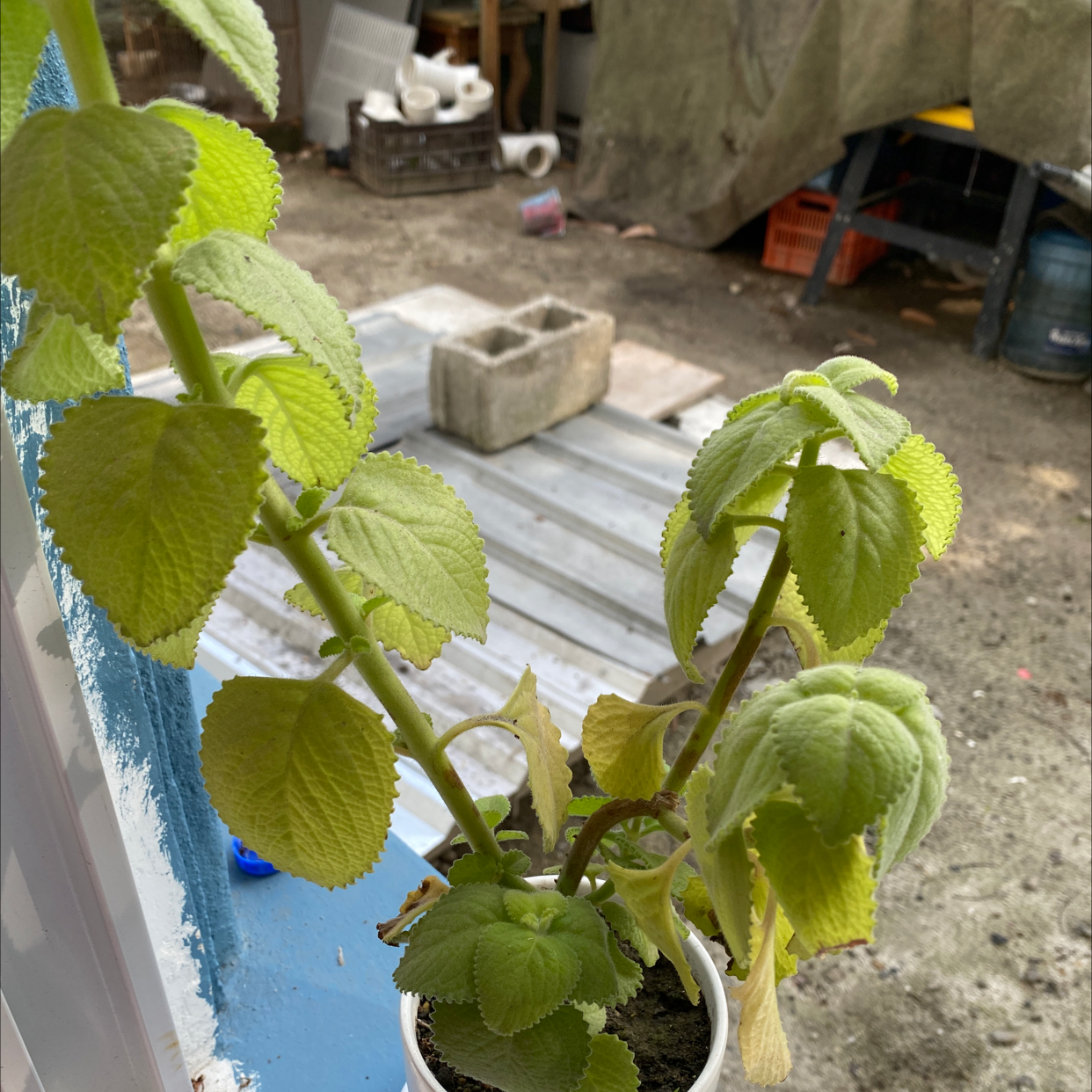 Potted Mexican Mint plant with some yellowing and browning leaves.