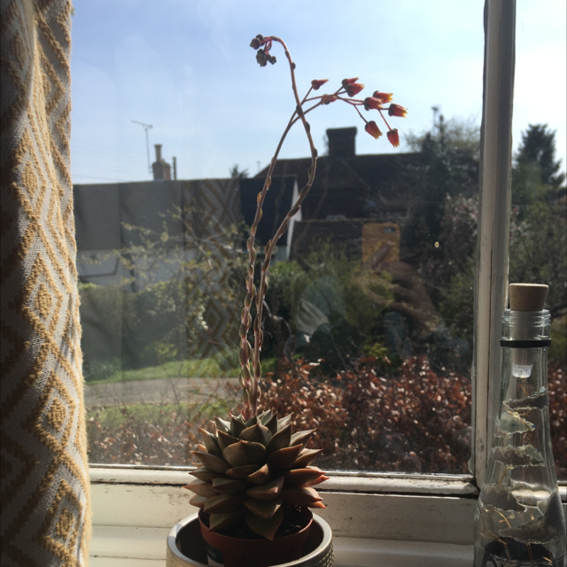 Photo of the plant species Graptopetalum purpusorum by @sweetsucculent03 named Napoleon on Greg, the plant care app