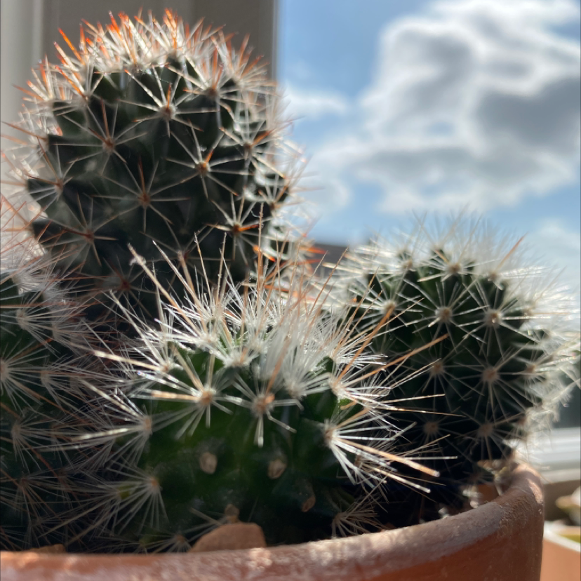 Pincushion Cactus in a pot with multiple cacti, well-framed and in focus.