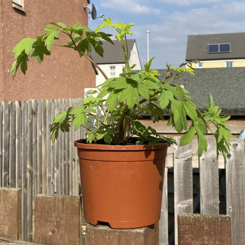 Potted Asian Bleeding-Heart plant with green leaves, placed outdoors on a wooden fence.