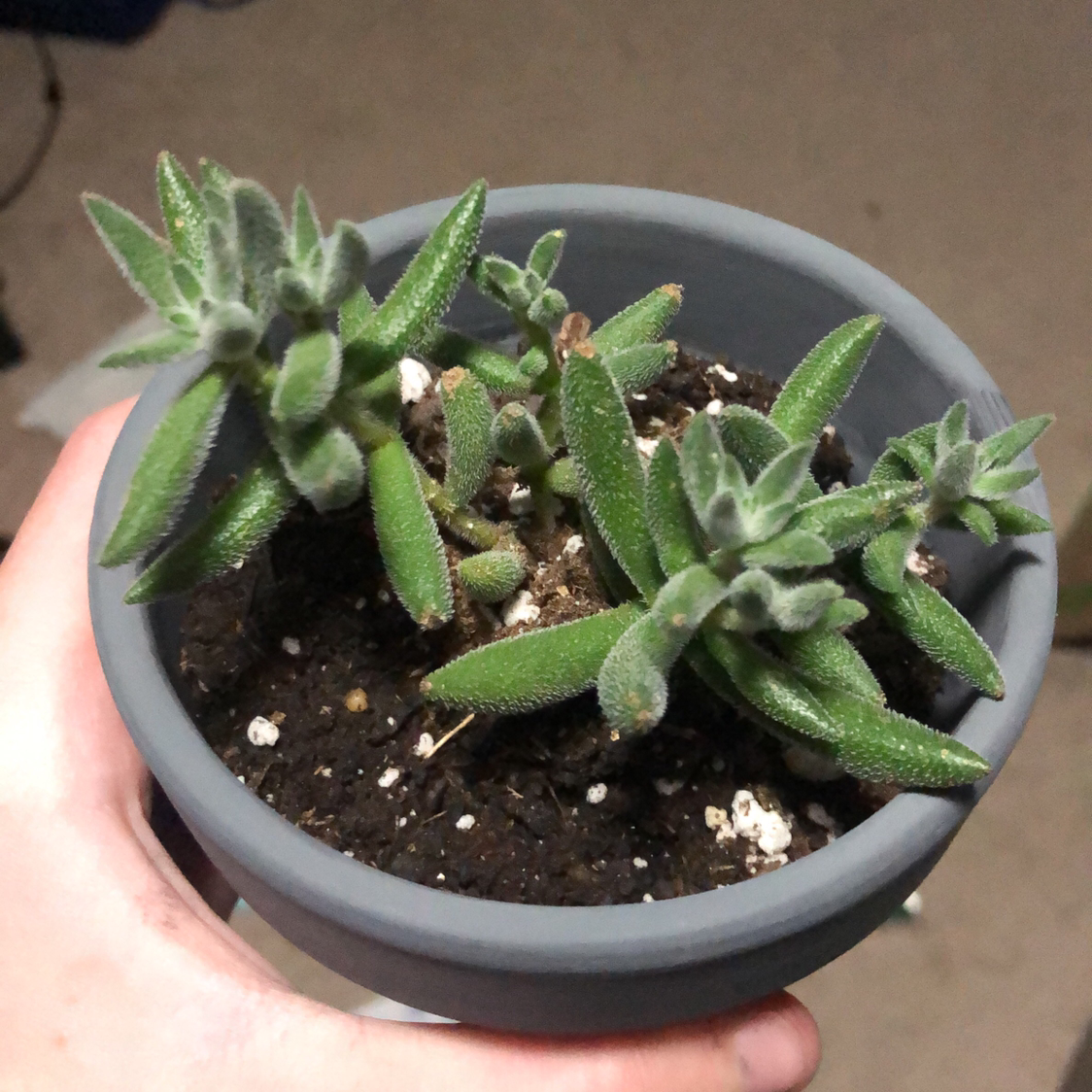 Potted Crassula mesembryanthemoides succulent with green, fleshy leaves held by a hand.