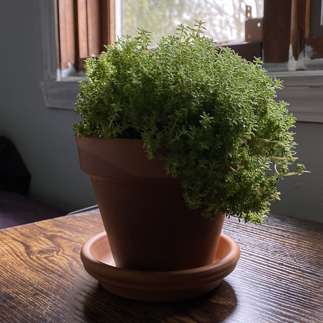 Potted White Stonecrop plant on a wooden surface near a window.
