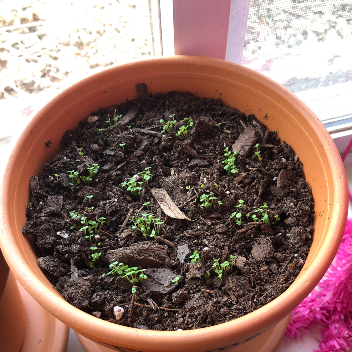 Potted common thyme plant with small green leaves showing some yellowing, in a brown terracotta pot on a windowsill.