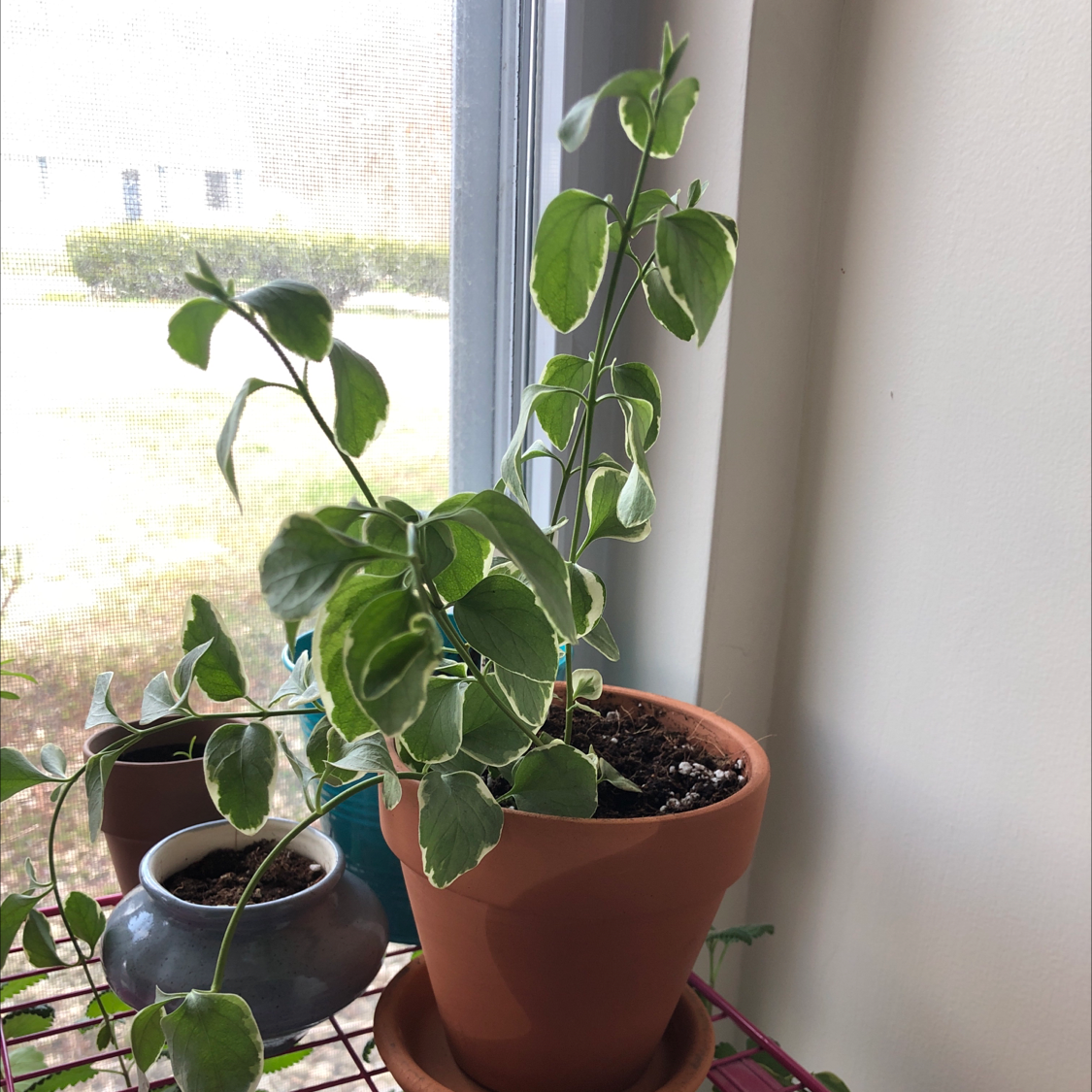 Healthy potted greater periwinkle plant with glossy green leaves and long trailing vines, on a sunny window sill.