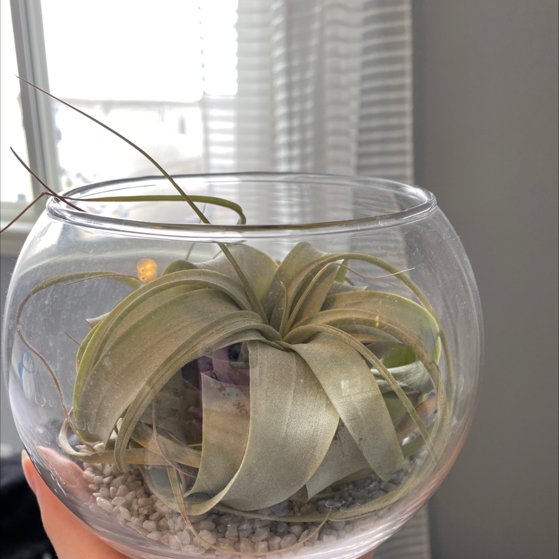 Tillandsia Xerographica plant in a glass bowl with pebbles, held by a hand.