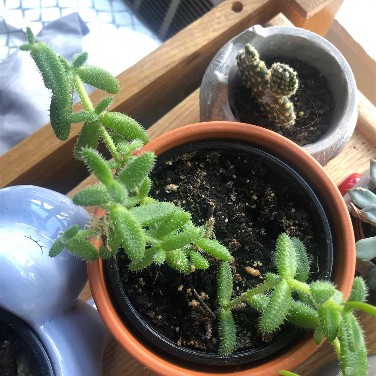 Pickle Plant in a pot with healthy green leaves and visible soil.