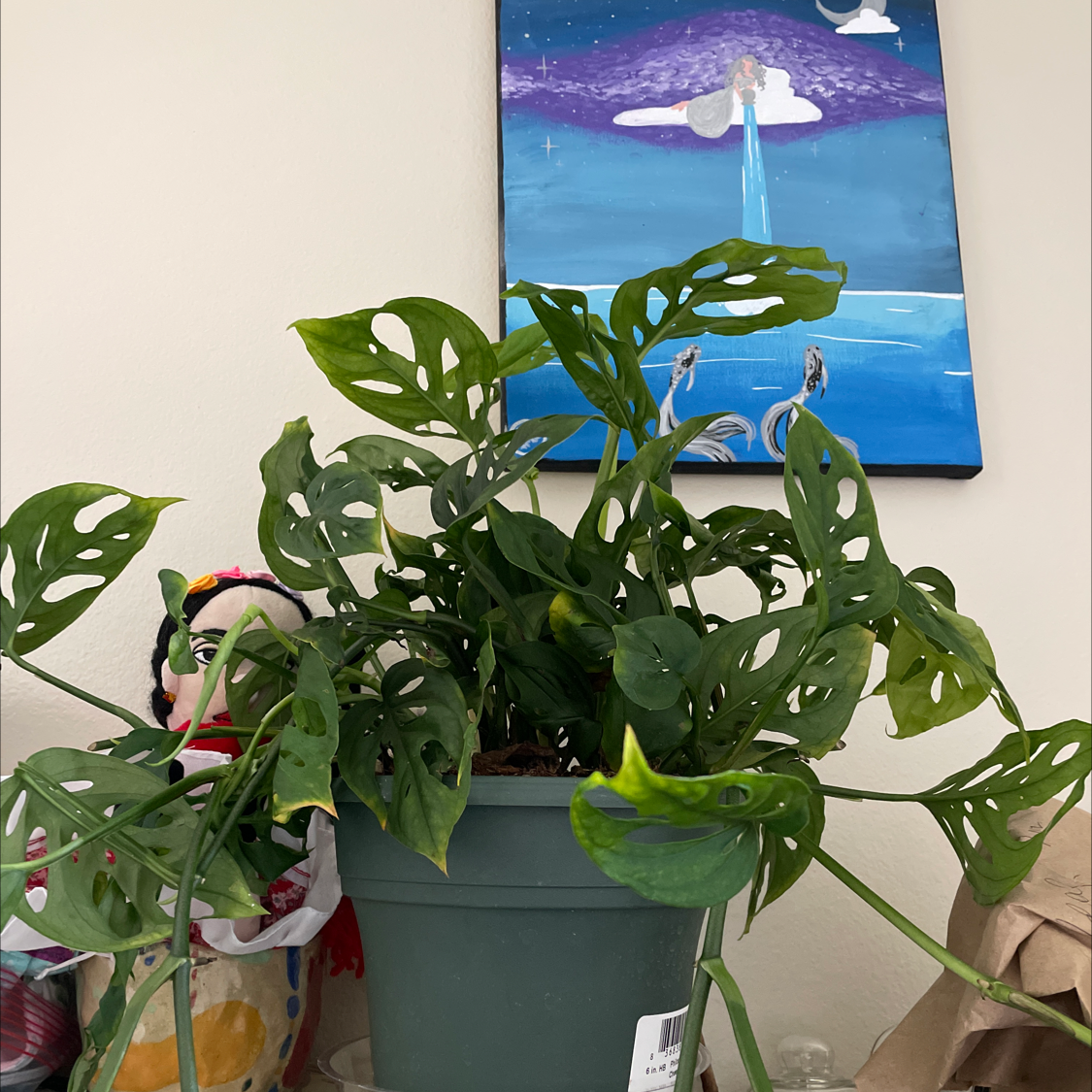 Healthy Monstera deliciosa plant with large glossy leaves in a grey pot, contrasted against a colorful background painting.